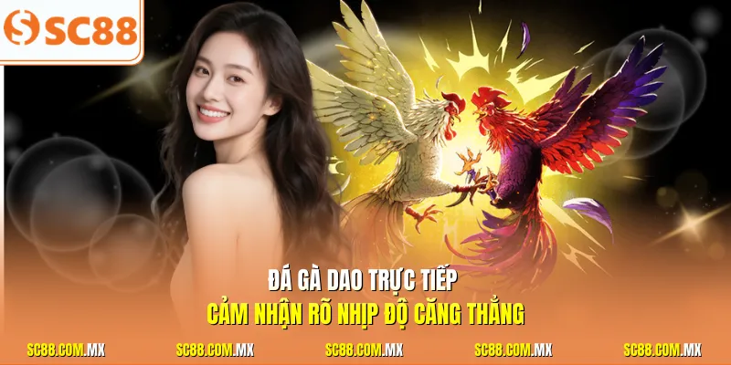 Đá gà dao trực tiếp cảm nhận rõ nhịp độ căng thẳng