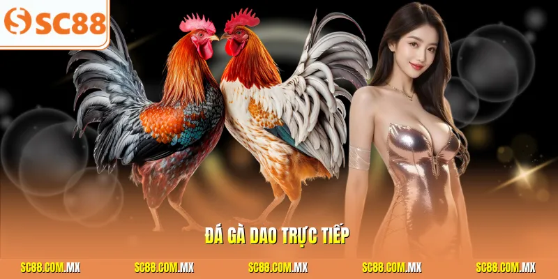Đá gà dao trực tiếp