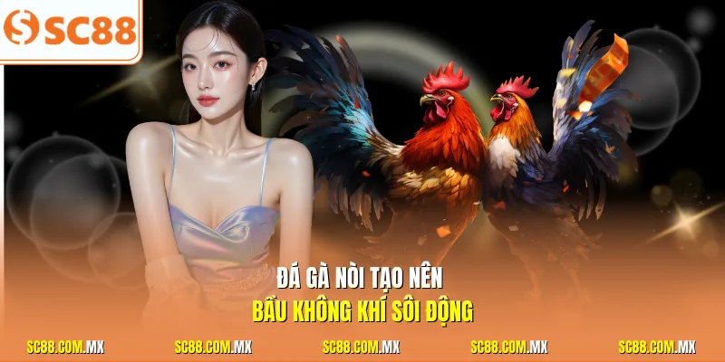 Đá gà nòi tạo nên bầu không khí sôi động