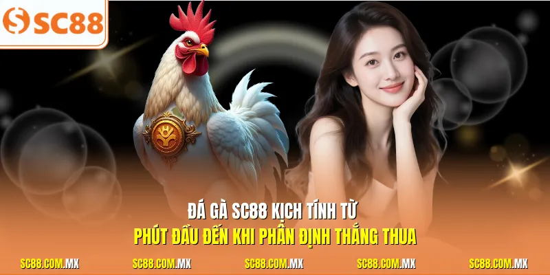 Đá gà SC88 kịch tính từ phút đầu đến khi phân định thắng thua