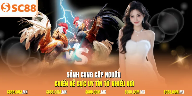 Sảnh cung cấp nguồn chiến kê cực uy tín từ nhiều nơi